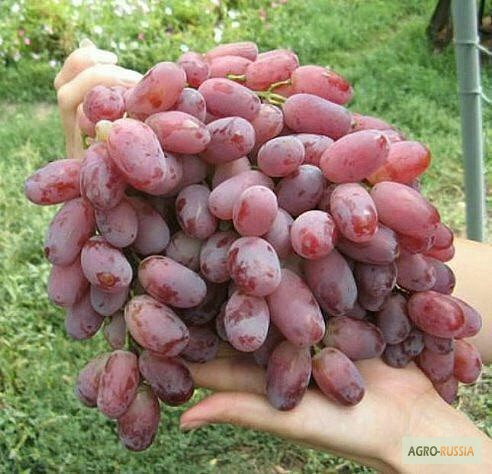 Фото 4. Продам винограды оптом в Таджикистан
