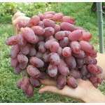 Продам винограды оптом в Таджикистан