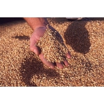 Пшеница цельнозерновая для проращивания 50 кг