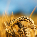 Семена озимой пшеницы (Память, Краснодарская 99, Нота, Юка, Лебедь, Гром, Таня, Васса)