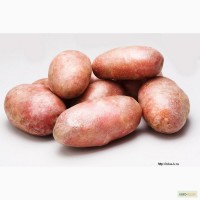 Элитный семенной картофель