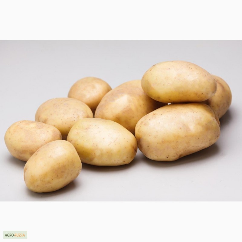Фото 4. Элитный семенной картофель