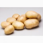 Элитный семенной картофель