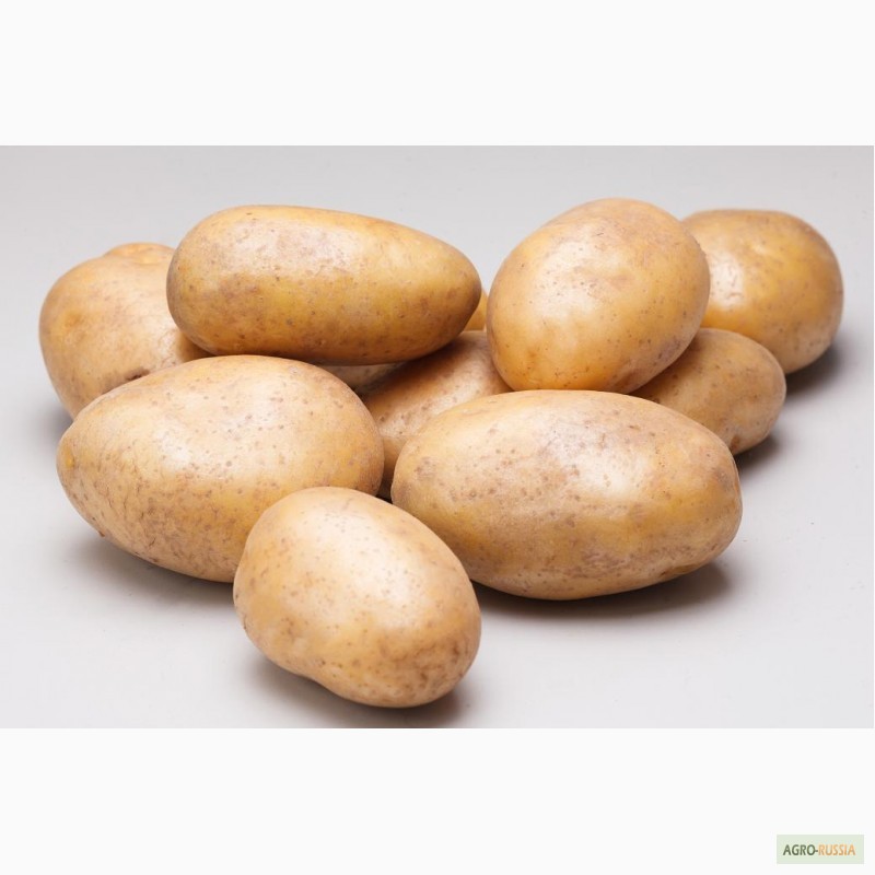 Фото 6. Элитный семенной картофель