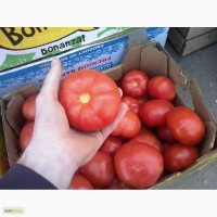 Продаём тепличные помидоры оптом