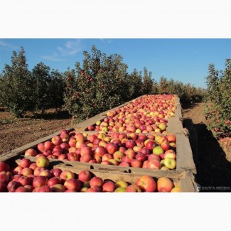 Сад реализует яблоко оптом собственного производства, большой выбор сортов