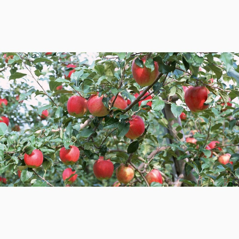 Фото 3. Сад реализует яблоко оптом собственного производства, большой выбор сортов