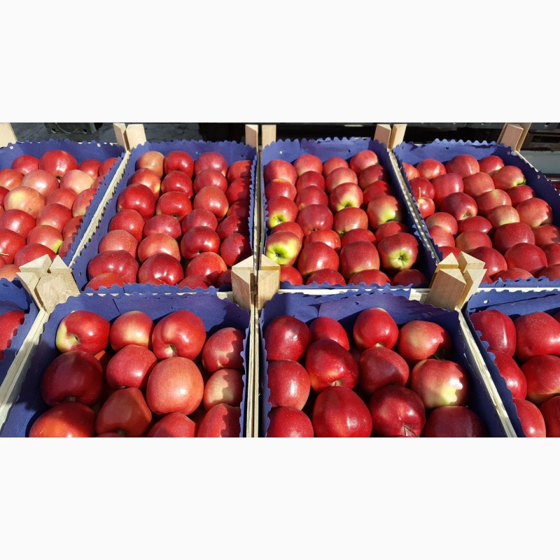 Фото 2. Яблоки свежие из Молдовы