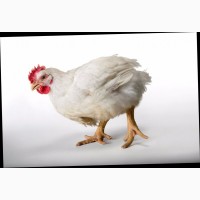 Бройлерные цыплята, куры и другая птица на мясо