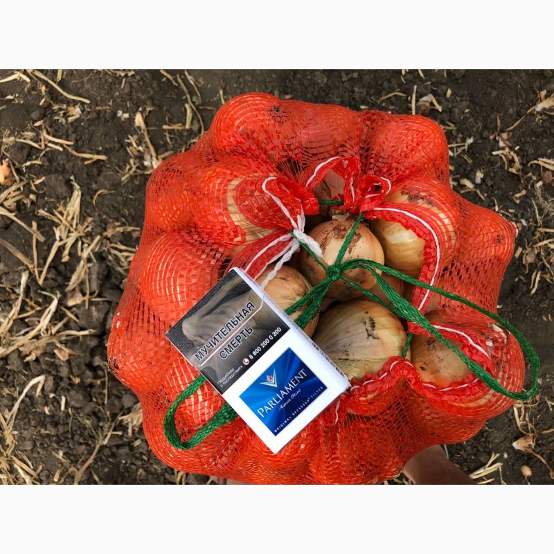 Фото 2. Лук репчатый нового урожая оптом от производителя от 7 р./кг