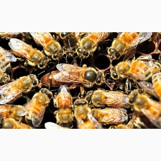 Продам Пчелопакеты Бакфаст, Карника, Карпатка. Весна 2019 года