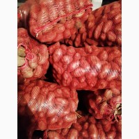 Продам продовольственных картофель, сорт розара