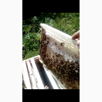 Пчёлы, пчелосемья