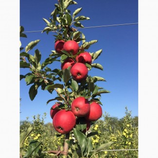 Яблоки оптом от производителя ЮК Агро