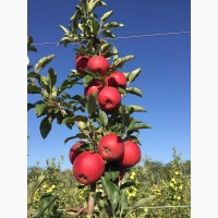 Яблоки оптом от производителя ЮК Агро