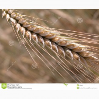 Пшеница 3 класса 15500