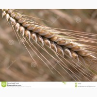 Пшеница 3 класса 15500