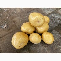 Семена картофеля астрахань описание семян конопли