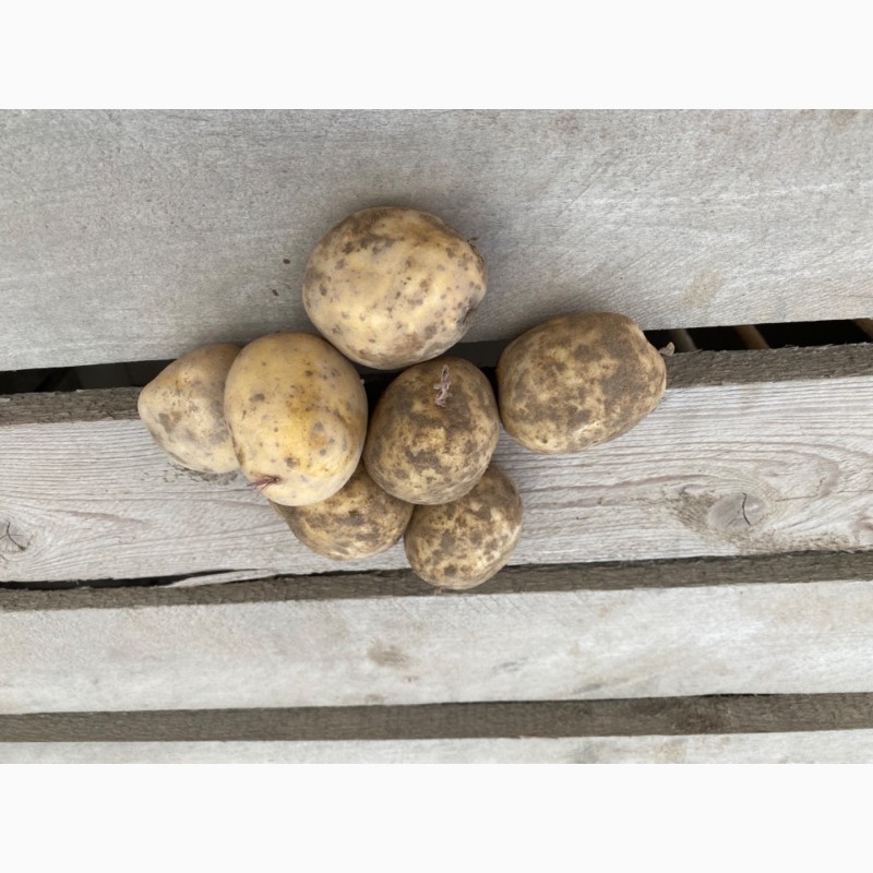 Фото 2. Семенной картофель Ривьера, Коломбо, Джувел, Королева Анна