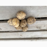 Семенной картофель Ривьера, Коломбо, Джувел, Королева Анна