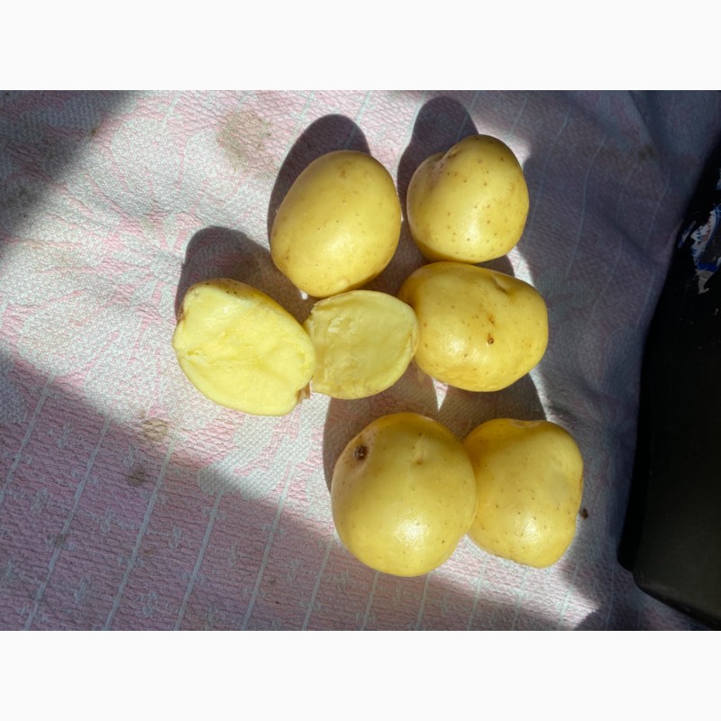 Фото 3. Семенной картофель Ривьера, Коломбо, Джувел, Королева Анна