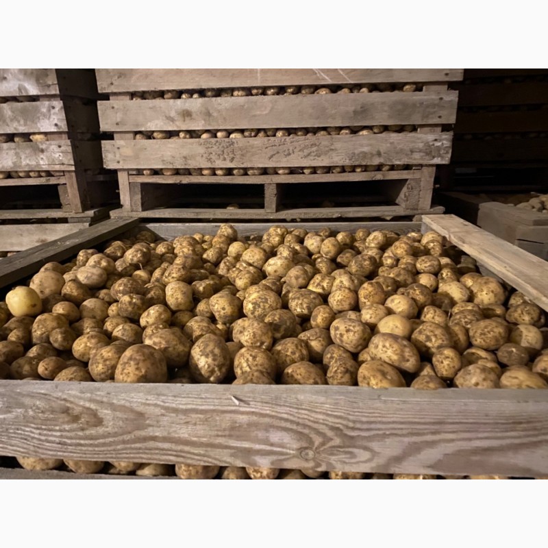 Фото 4. Семенной картофель Ривьера, Коломбо, Джувел, Королева Анна