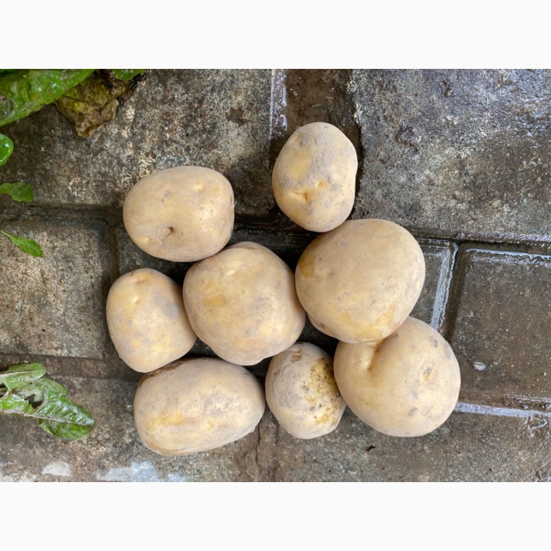 Фото 5. Семенной картофель Ривьера, Коломбо, Джувел, Королева Анна