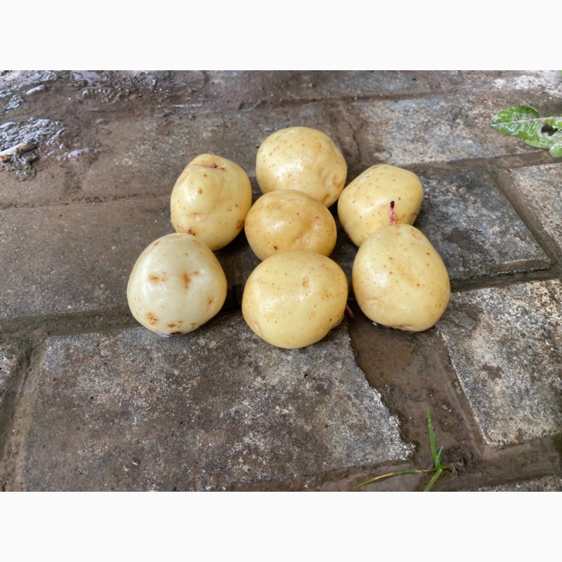 Фото 7. Семенной картофель Ривьера, Коломбо, Джувел, Королева Анна