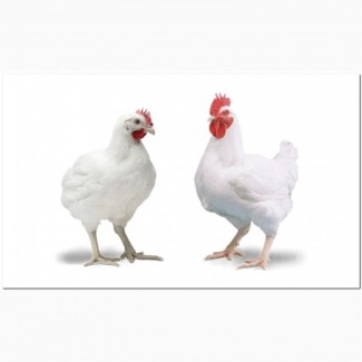 Живым весом бройлерные цыплята и куры. Оптом