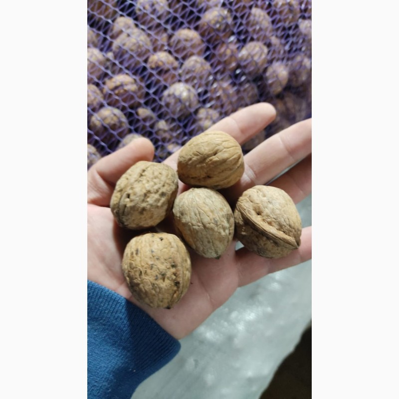 Продам неочищенные грецкие орехи, Ставропольский край — Agro-Russia