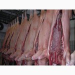 Куплю мясо свинины оптом