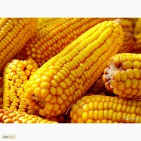 Семена кукурузы НК Фалькон Syngenta, ДКС4014 Monsanto