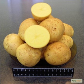 АПК реализует картофель крупный и мелкий
