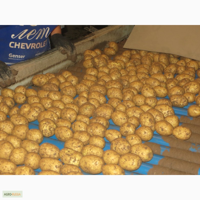 Фото 3. АПК реализует картофель крупный и мелкий