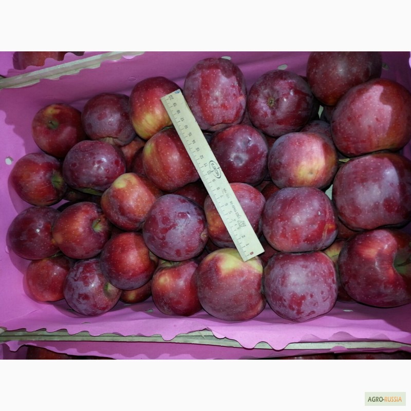 Фото 2. Продам яблоки зимних сортов из Молдавии