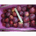 Продам яблоки зимних сортов из Молдавии