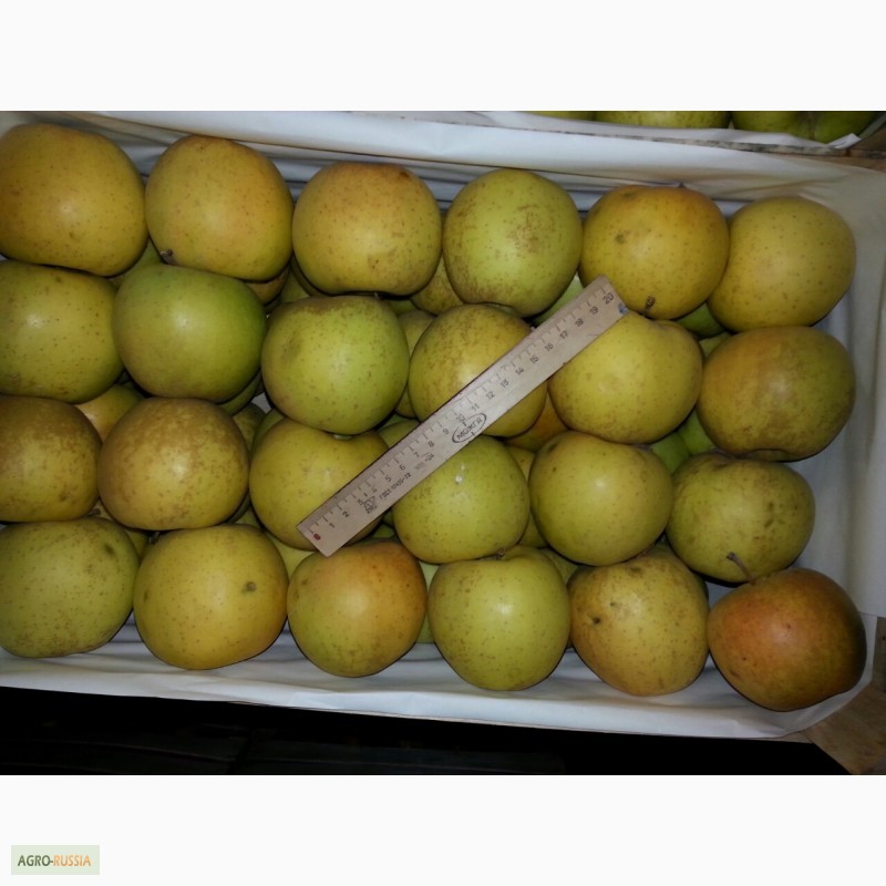 Фото 3. Продам яблоки зимних сортов из Молдавии