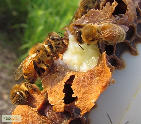 Фото 3. Маточное молочко пчелиное
