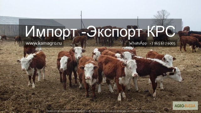 Продажа коров, телят, бычков, нетелей и телок породы герефод