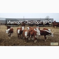 Продажа коров, телят, бычков, нетелей и телок породы герефод