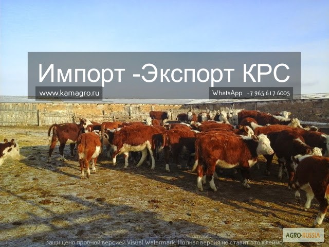 Фото 2. Продажа коров, телят, бычков, нетелей и телок породы герефод