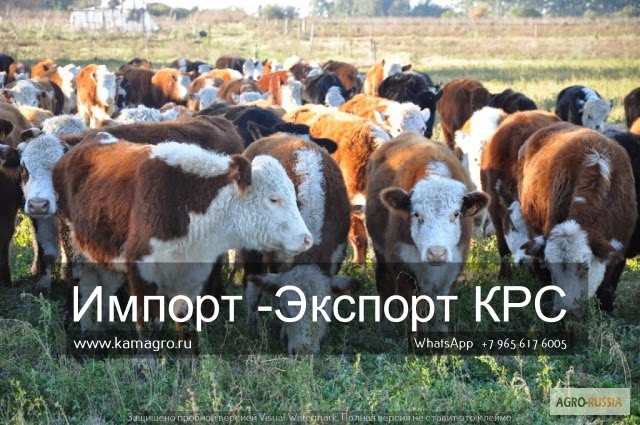 Фото 3. Продажа коров, телят, бычков, нетелей и телок породы герефод