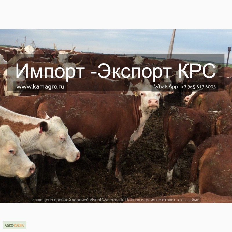 Фото 5. Продажа коров, телят, бычков, нетелей и телок породы герефод