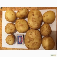 Картофель с полей