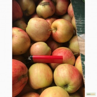 Продаем кубанское яблоко Гала оптом от 20т. 65