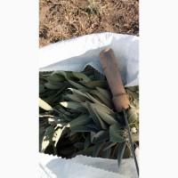 Шалфей /Salvia Officinalis/