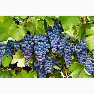 Винный сорт винограда