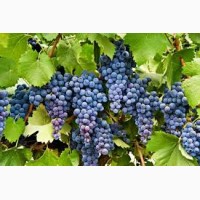 Винный сорт винограда