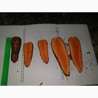 Морковь Оптом