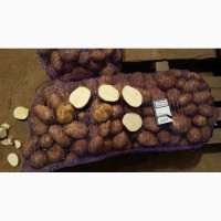 Картофель от 20 тон КФХ